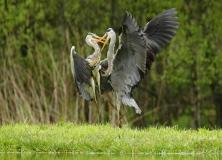 grey heron birds pictures