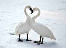 tundra swan pictures