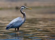 white bellied heron pictures
