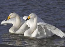 whooper swan pictures