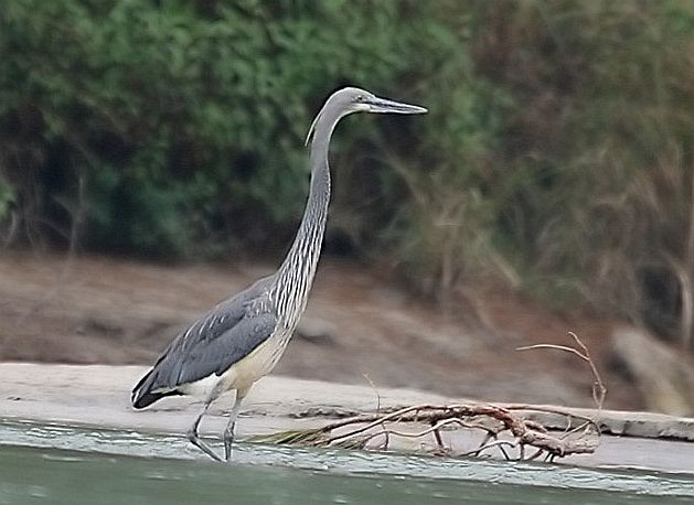 White Bellied Heron Pictures