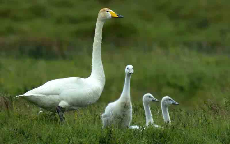 Whooper Swan Baby Photos