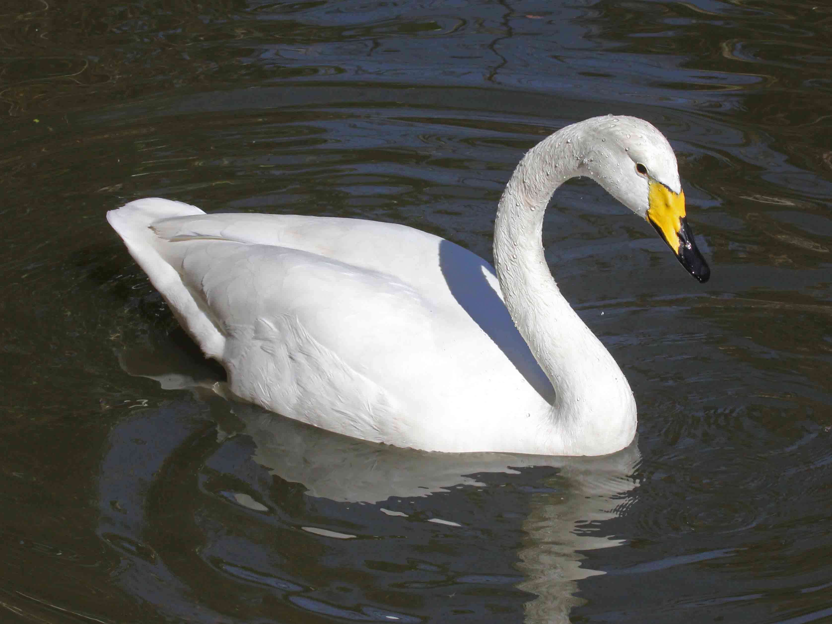 Whooper Swan Male Pictures