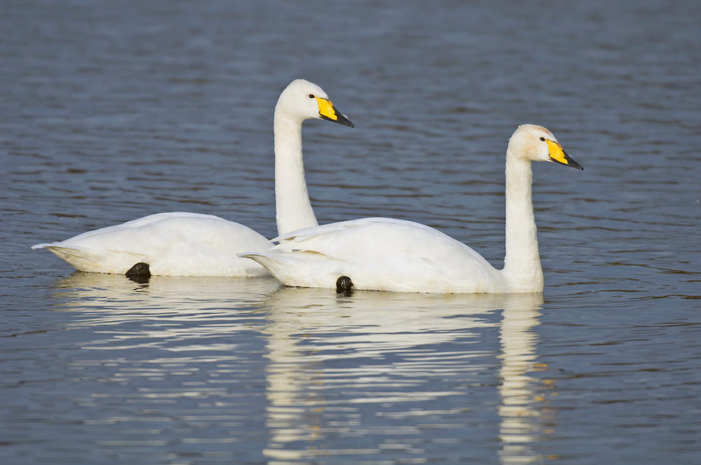 Whooper Swan Pair Photos