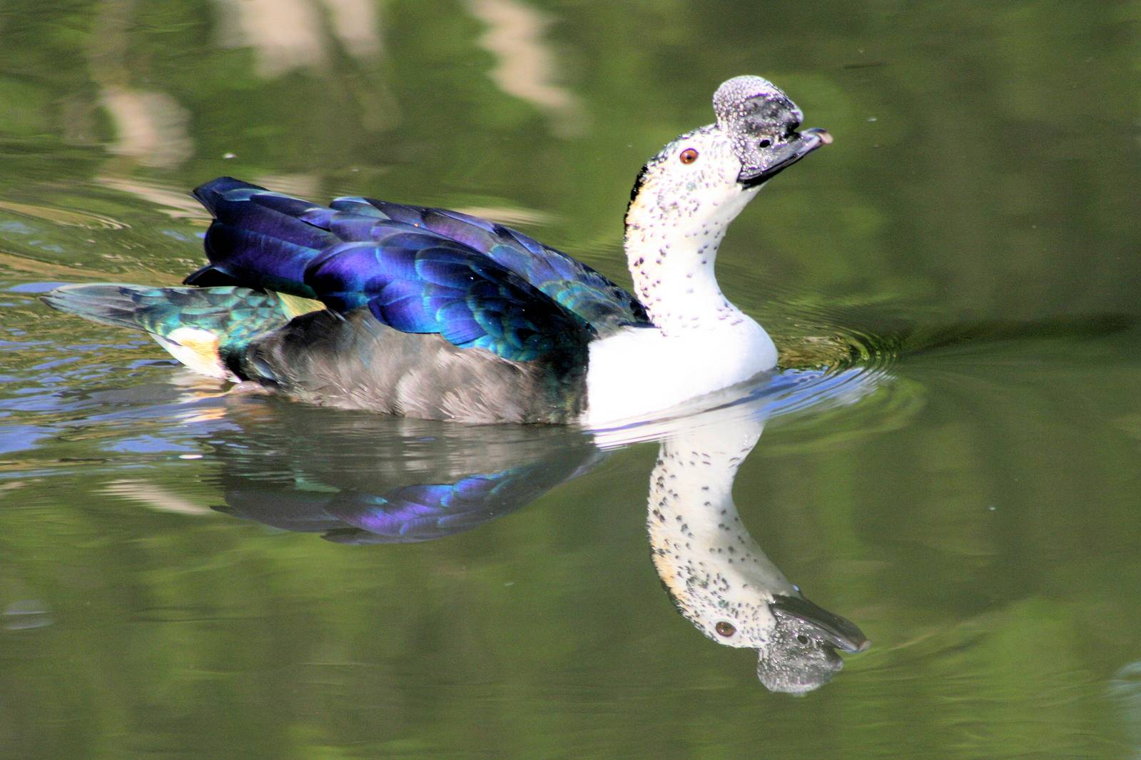 African Comb Duck On Water