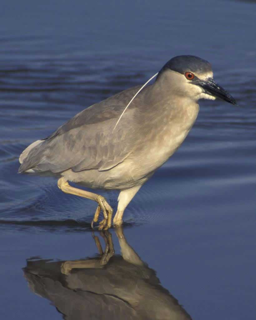 Black Crowned Night Heron Male Pictures