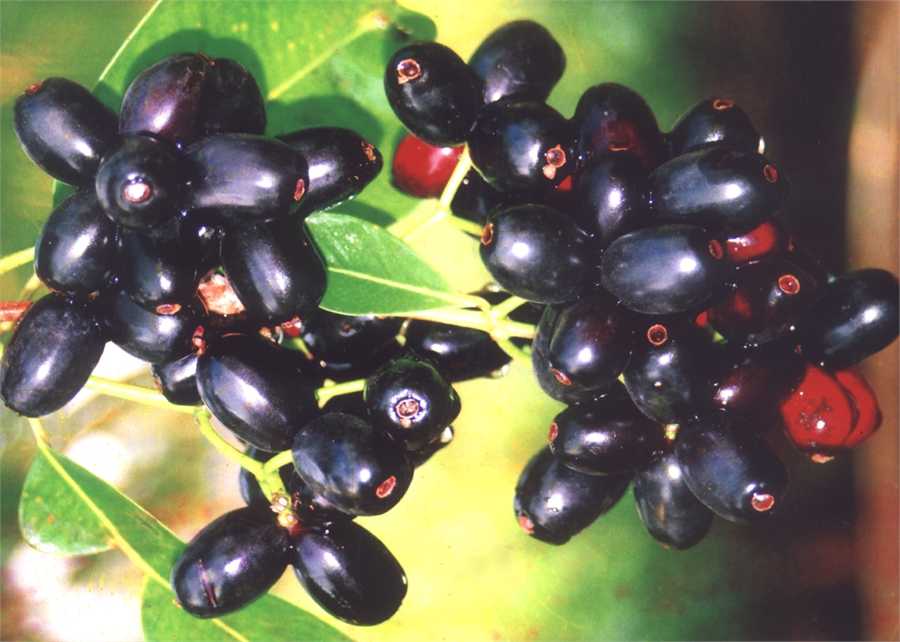 Black Plum Fruit Gallery