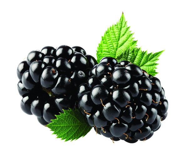 Blackberry Fruit Gallery