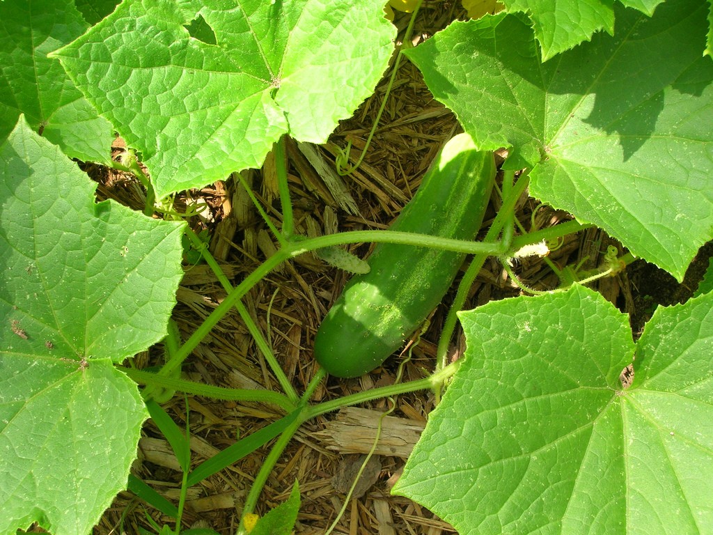 Cucumber Plant And Fruit Pictures