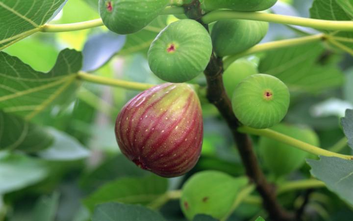Figs Tree And Figs Fruits Photos