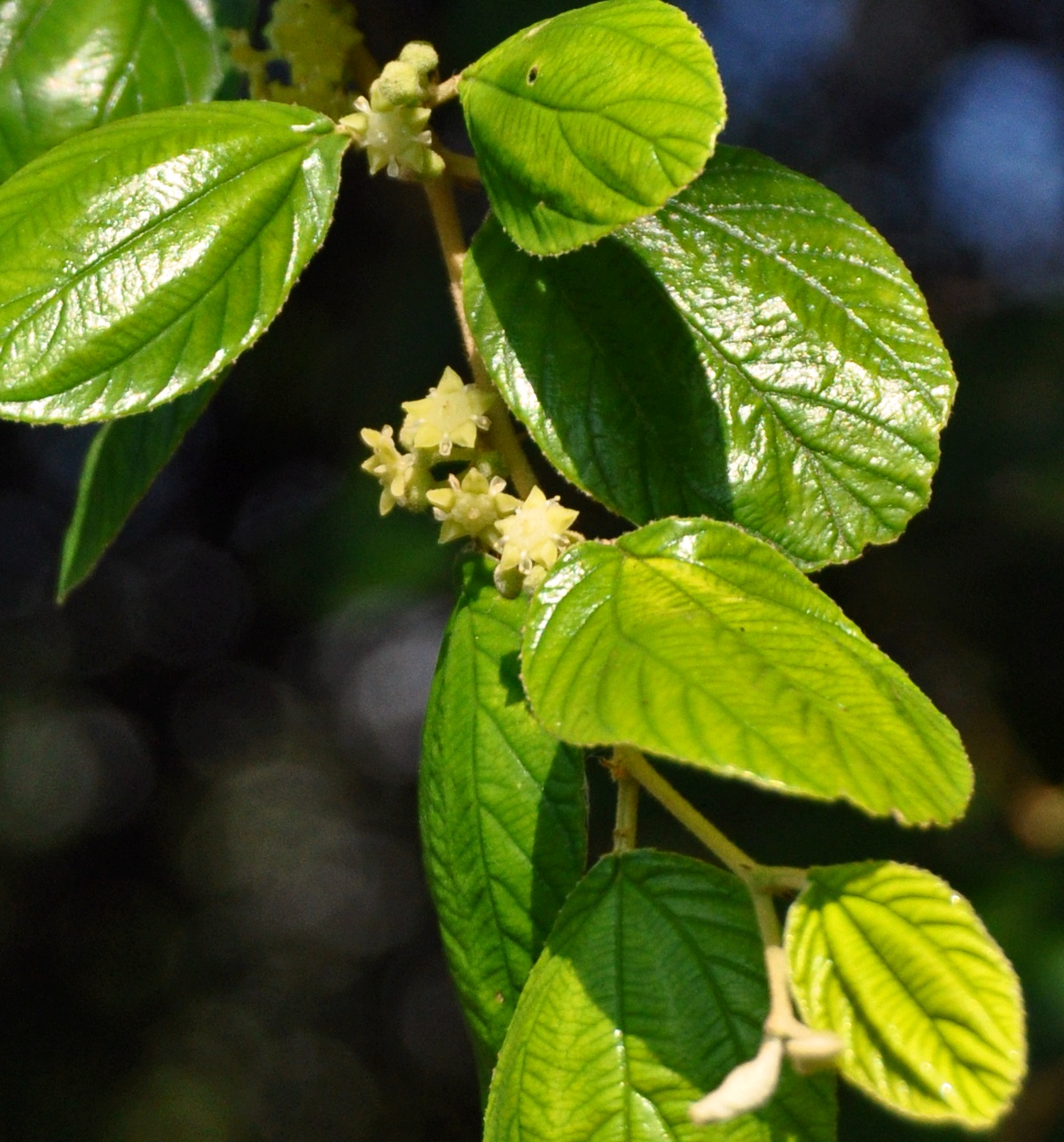 Indian Jujube Leaf And Flower Photos