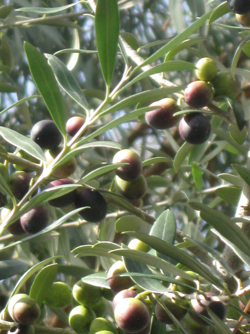 Olive Fruit And Leaf Photos