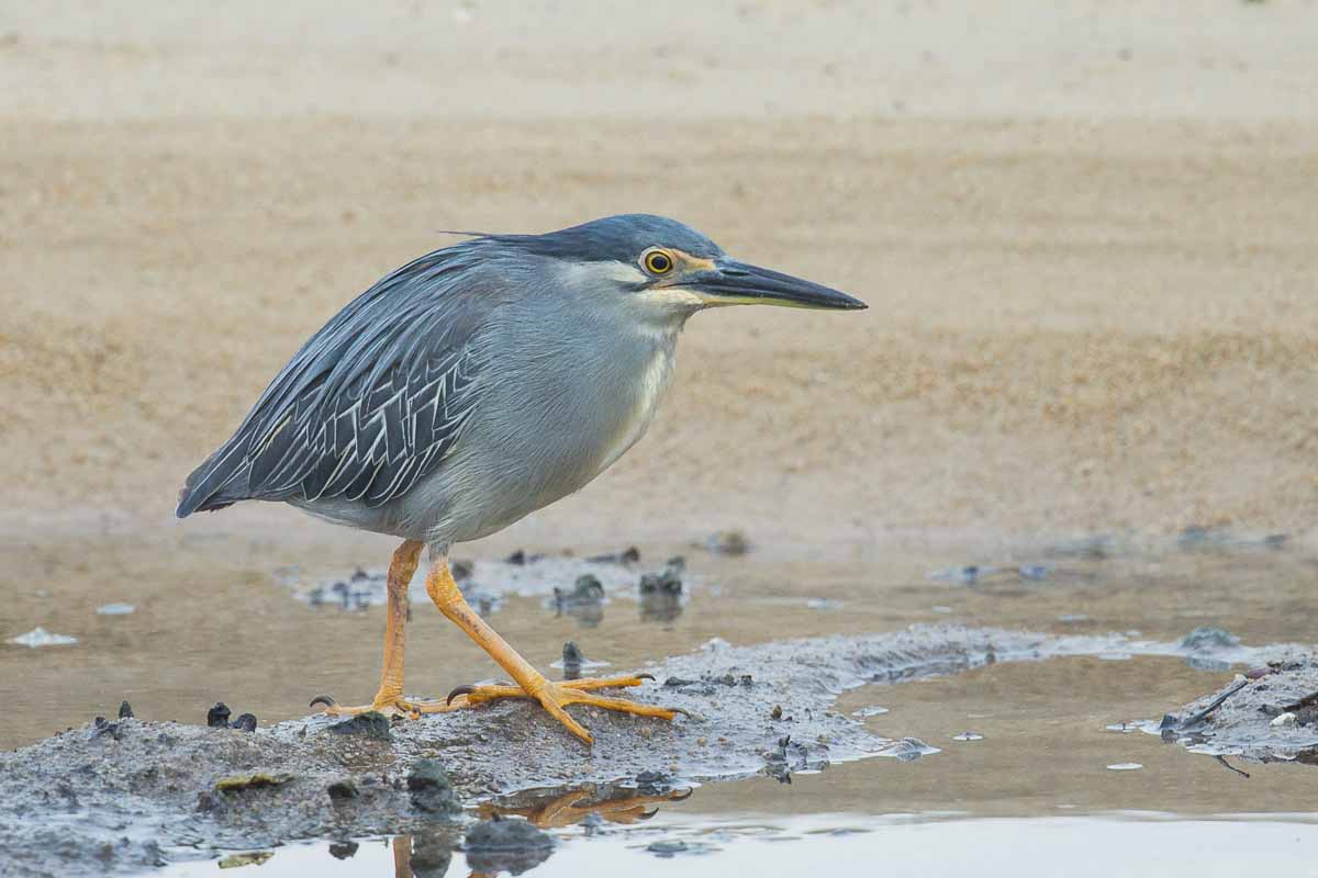 Striated Heron Pictures