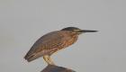 Striated heron picture