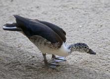 african comb duck pictures