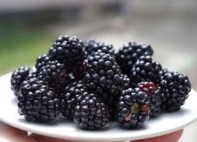 blackberry fruits pictures