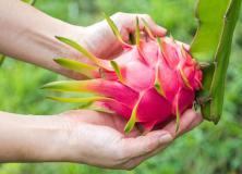 dragon fruits pictures