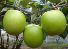 indian jujube fruits pictures