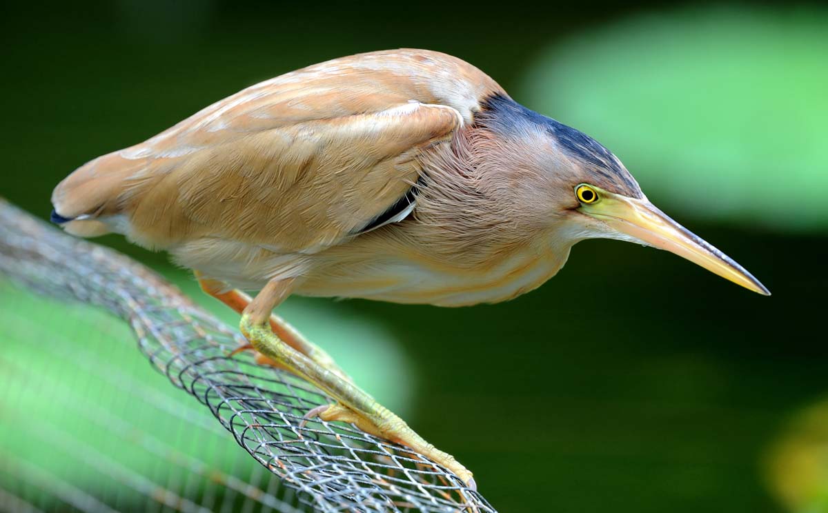 Yellow Bittern Male Pictures