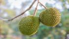 Durian fruit picture
