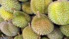 Durian fruit gallery