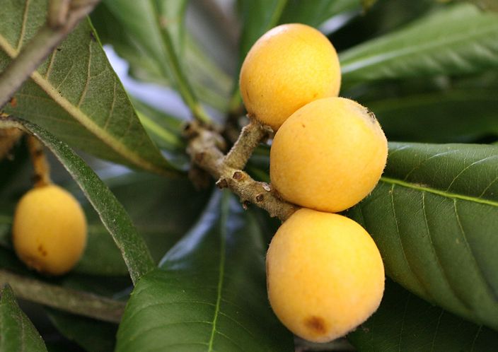 Loquat Fruit Image