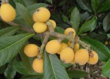 loquat fruit pictures