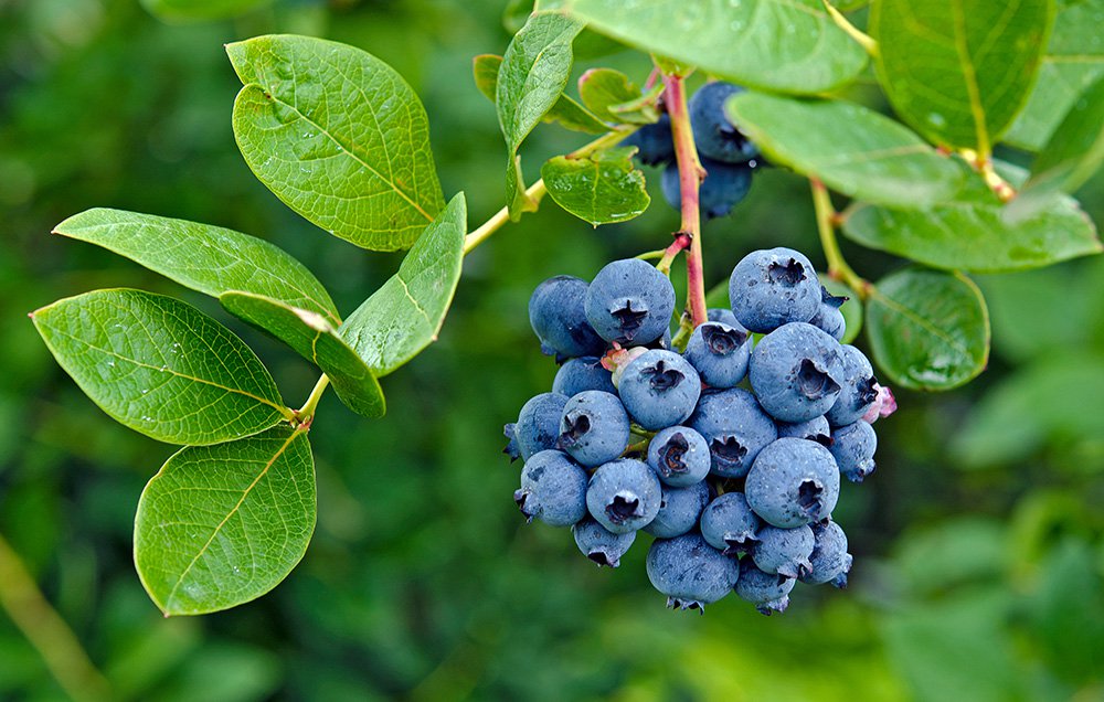 Blueberry Fruit Image