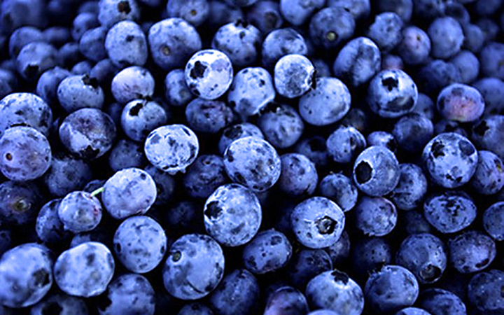Blueberry Fruit Pictures