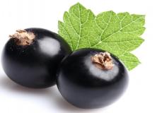 black currant fruit photos
