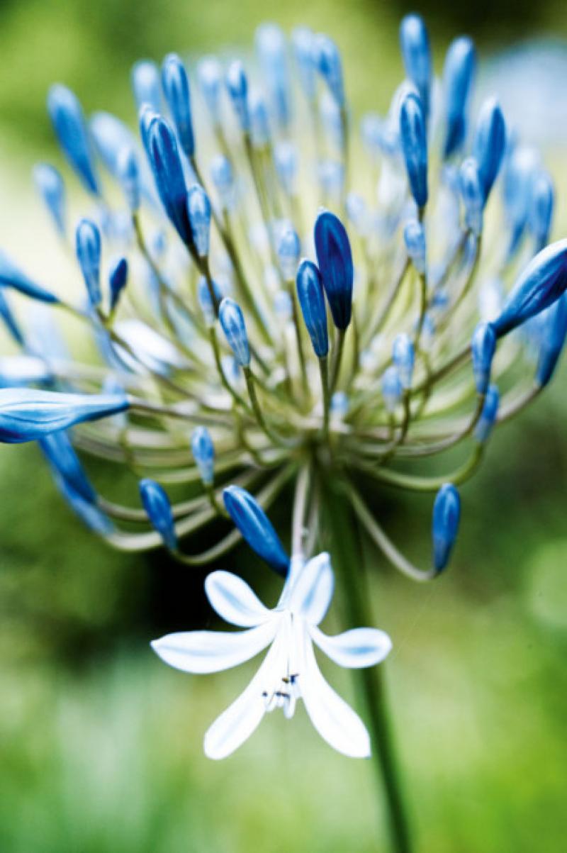 Agapanthus Single Flower Pictures