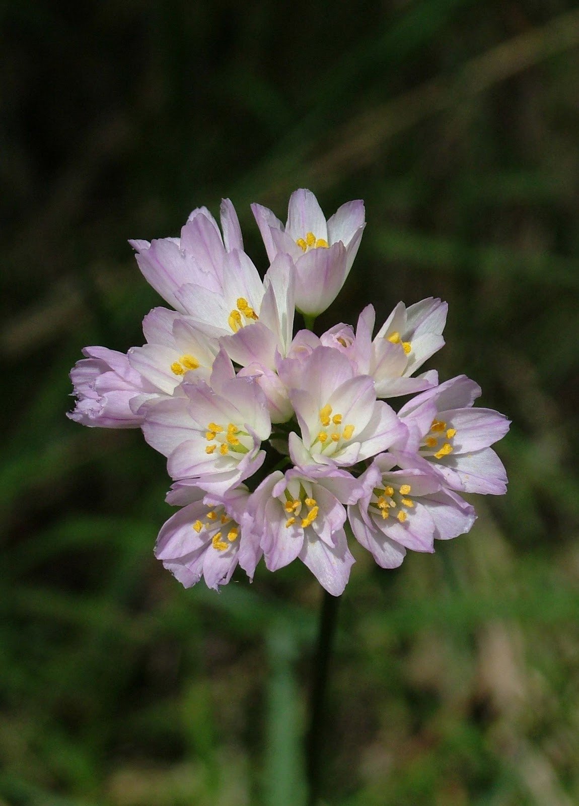 Allium Roseum Beauty Flower Photos
