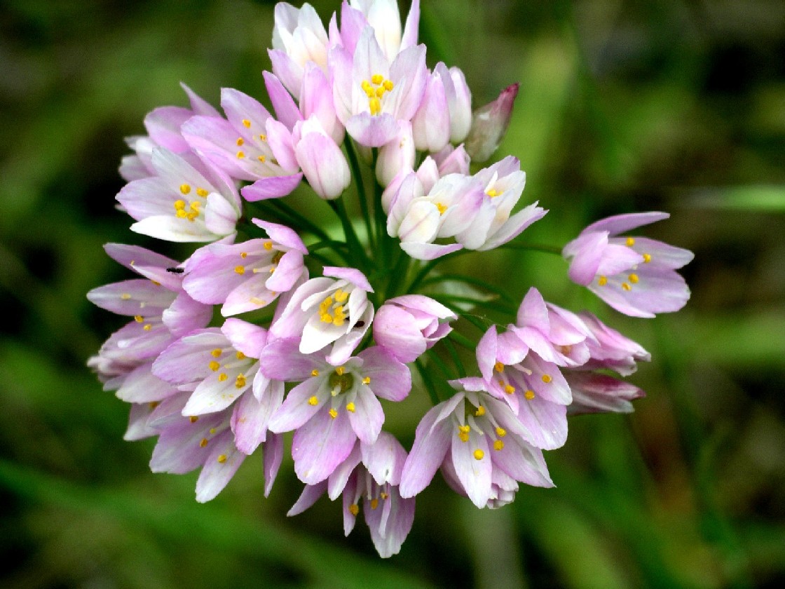 Allium Roseum White Flower Photos