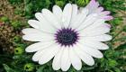 African daisy flower picture