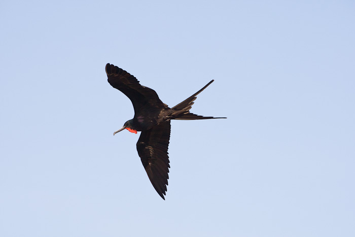 Magnificent Frigate Bird Image