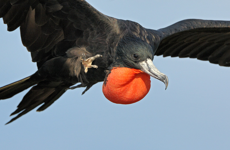 Magnificent Frigatebird Flying Pictures