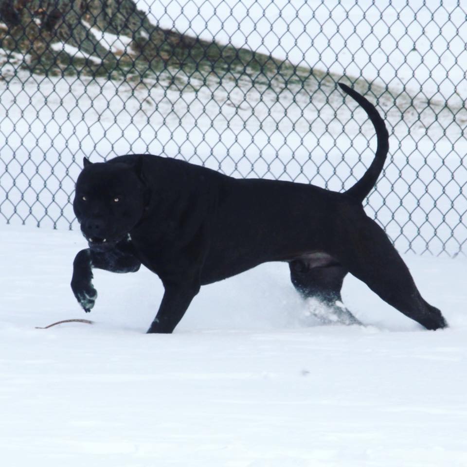 Black Dog Animal Cute Image