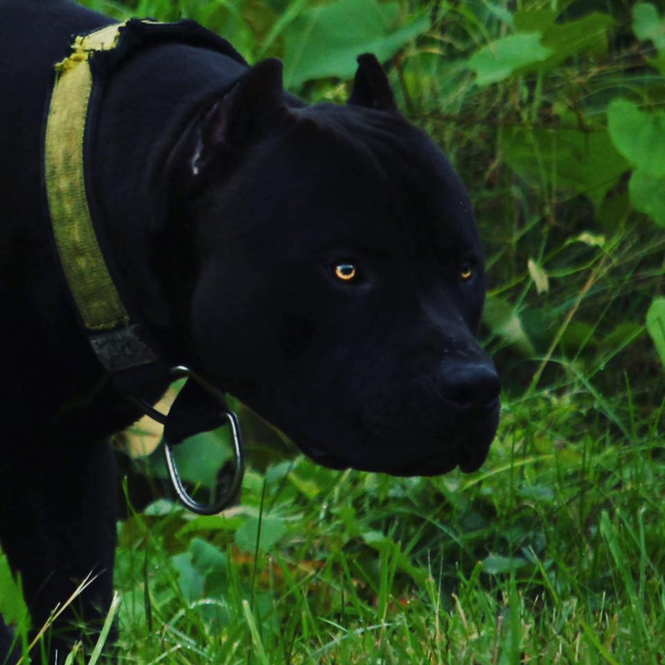 Black Dog Cute Photos