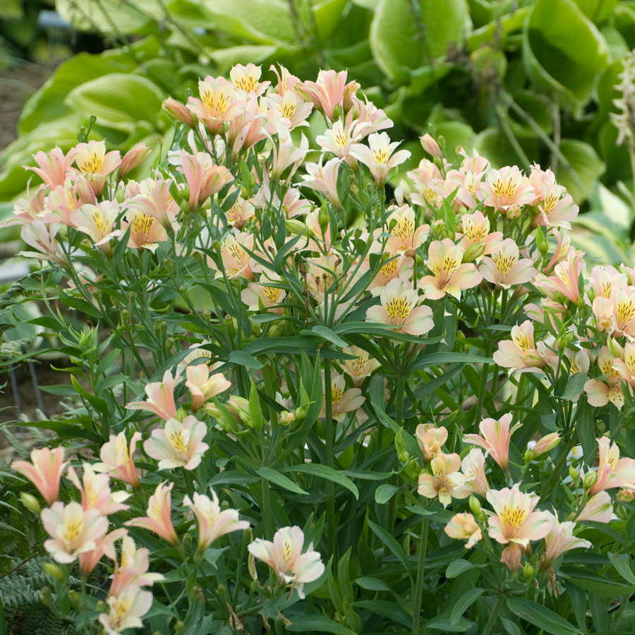 Peruvian Lily Flowers Photos