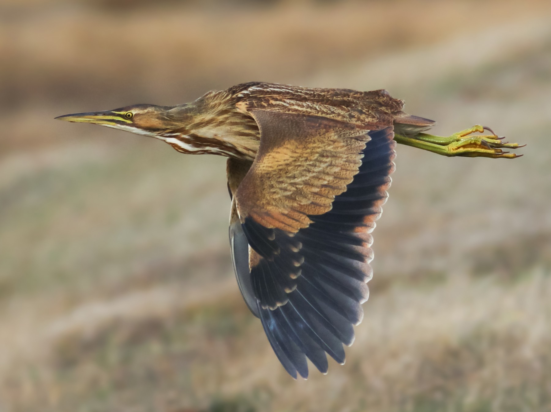 American Bittern Bird Flying Image