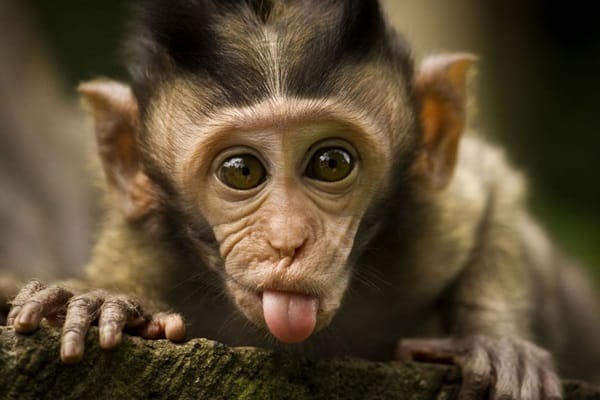 Baby Monkey Cute Pose