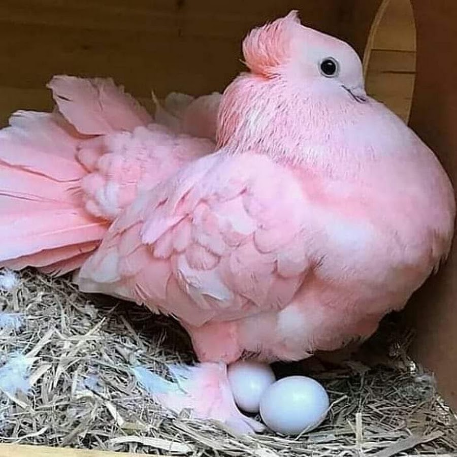 Beautiful Pink Pigeon