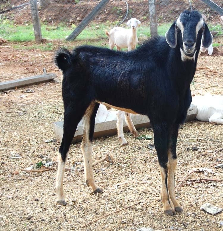 Black Goat Pictures