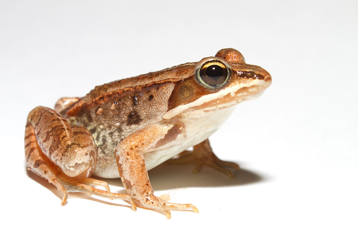 Brown Color Frog Image