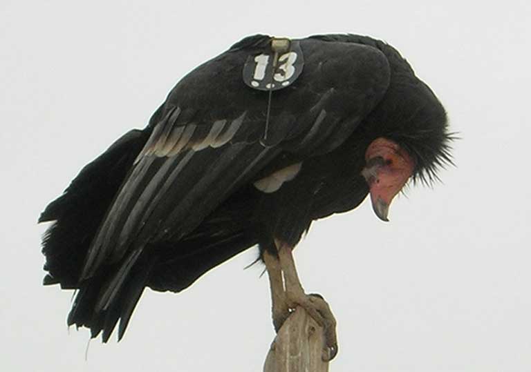 California Condor Bird Photos