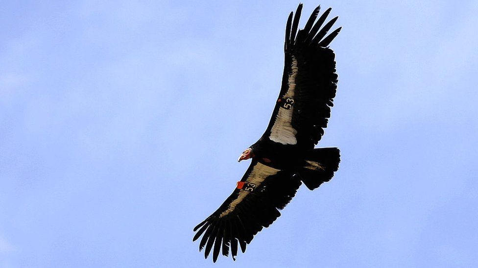 California Condor Flying Bird Pictures
