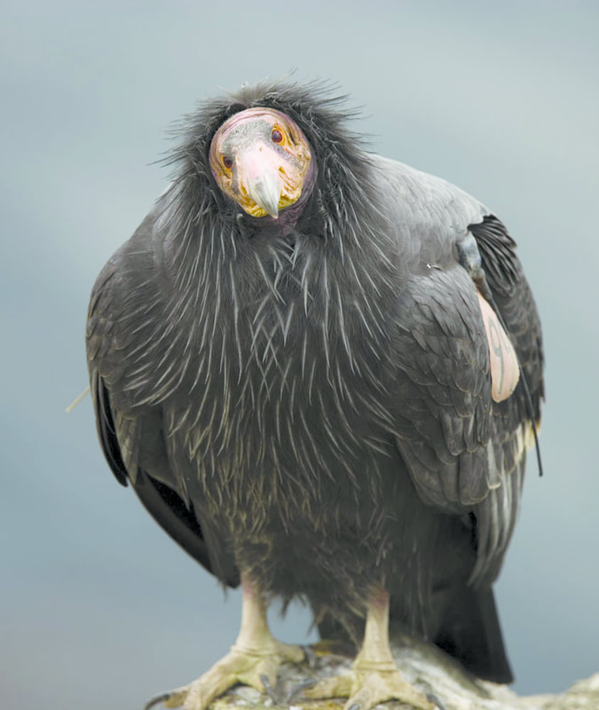 California Condor Images