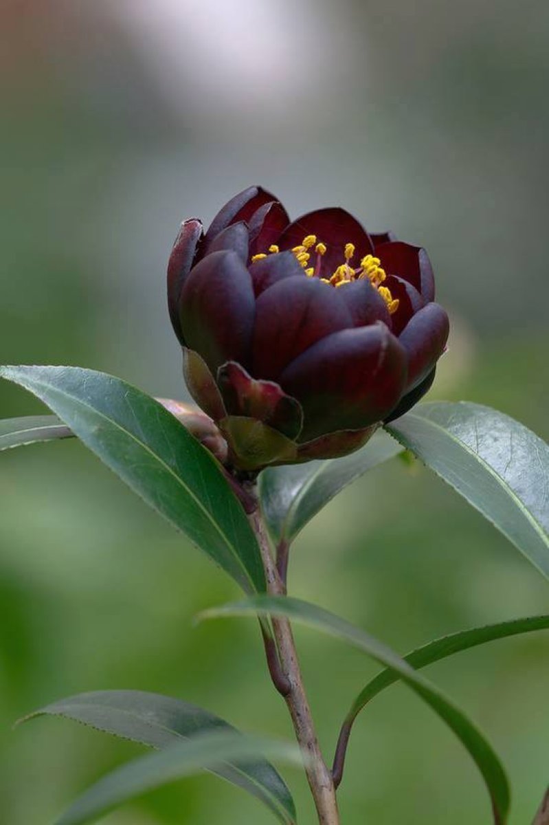 Camellia Black Flower