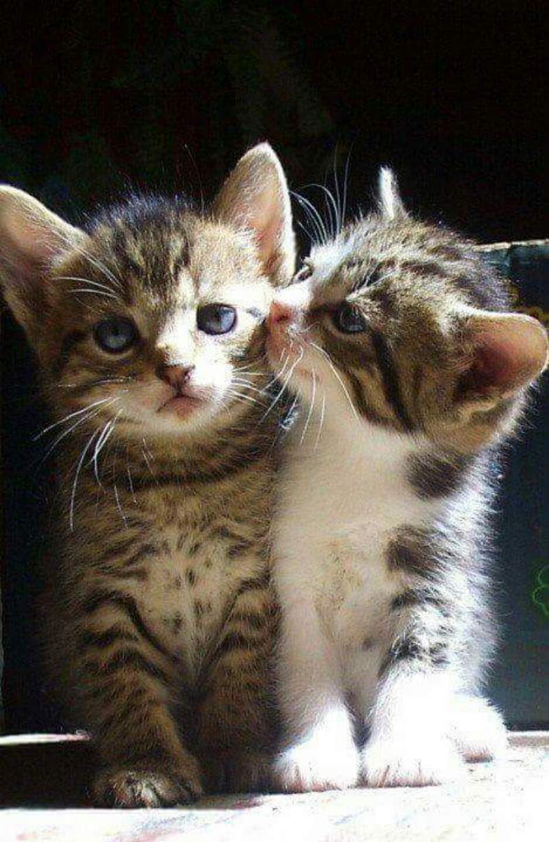 Cute Couple Cat Image