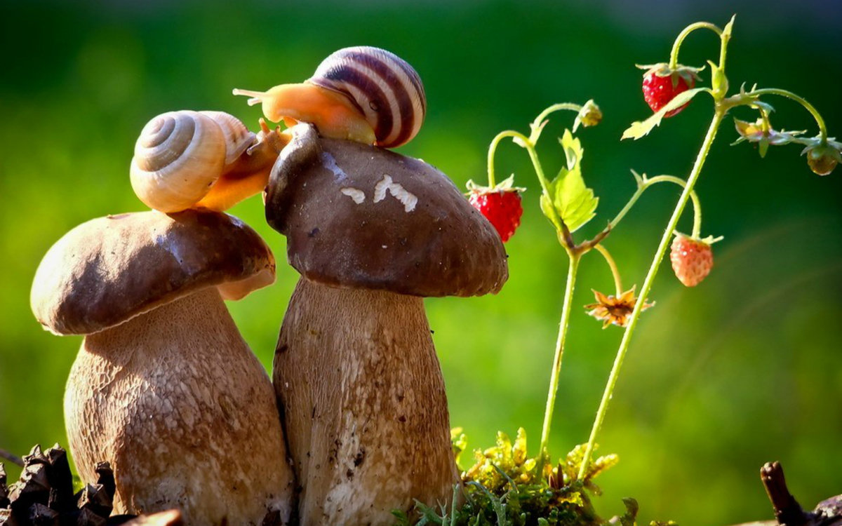Cute Couple Snail Image
